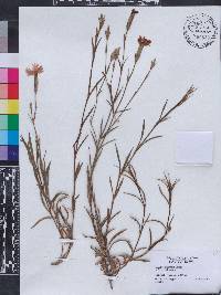 Dianthus pygmaeus image