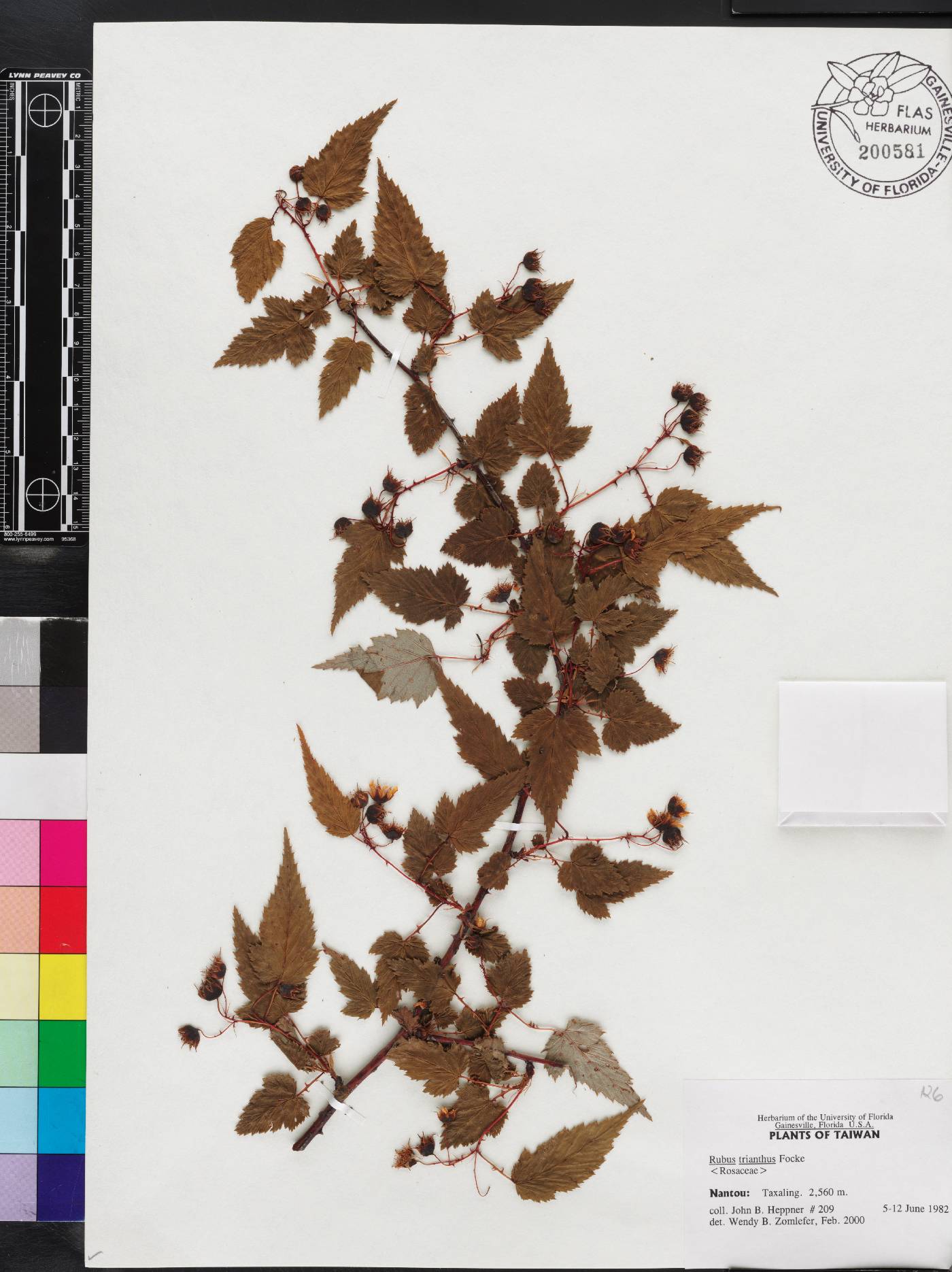 Rubus subcrataegifolius image