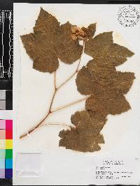 Rubus parviflorus image