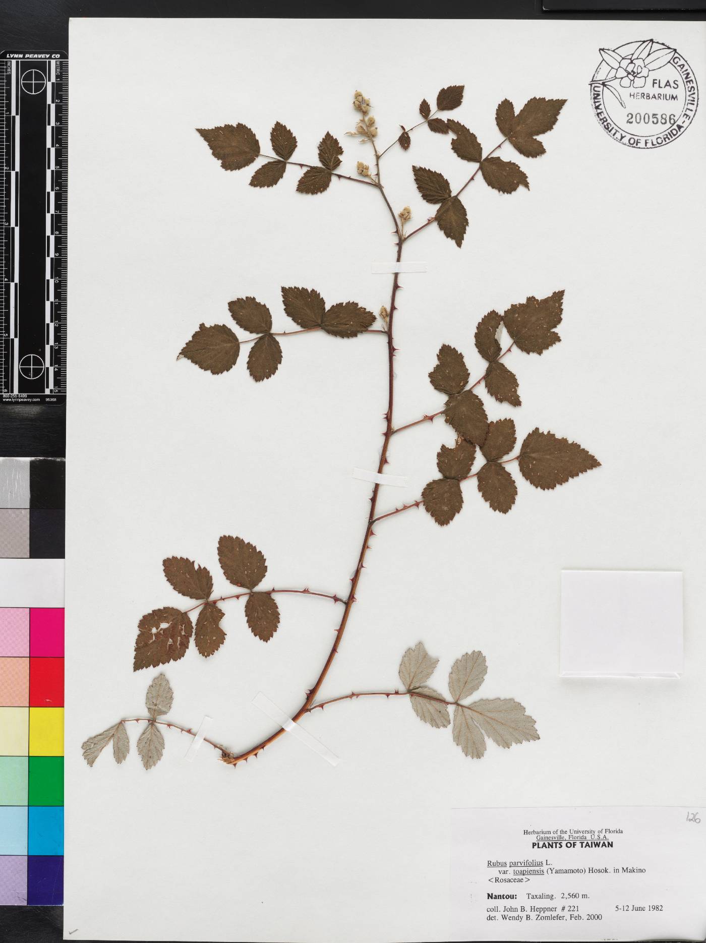 Rubus parvifolius image