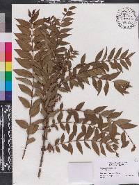 Coriaria japonica image