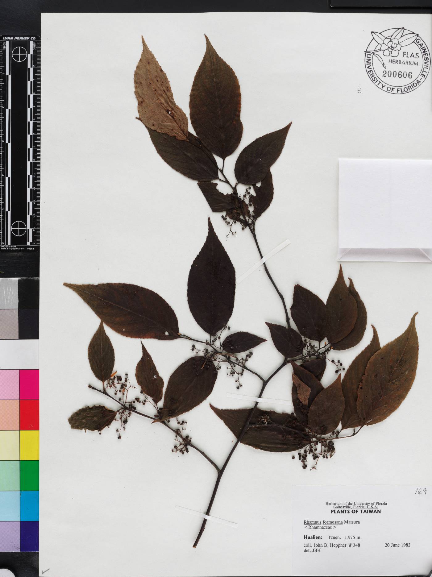 Rhamnus formosana image