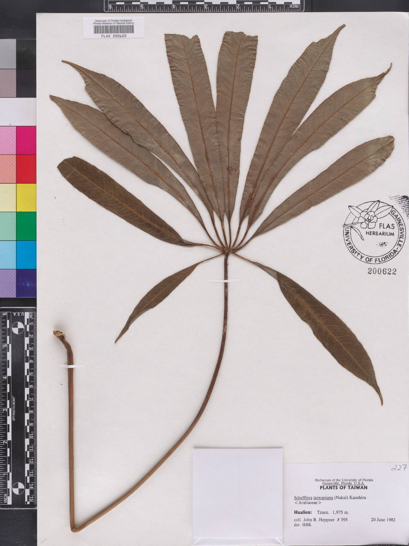 Schefflera taiwaniana image