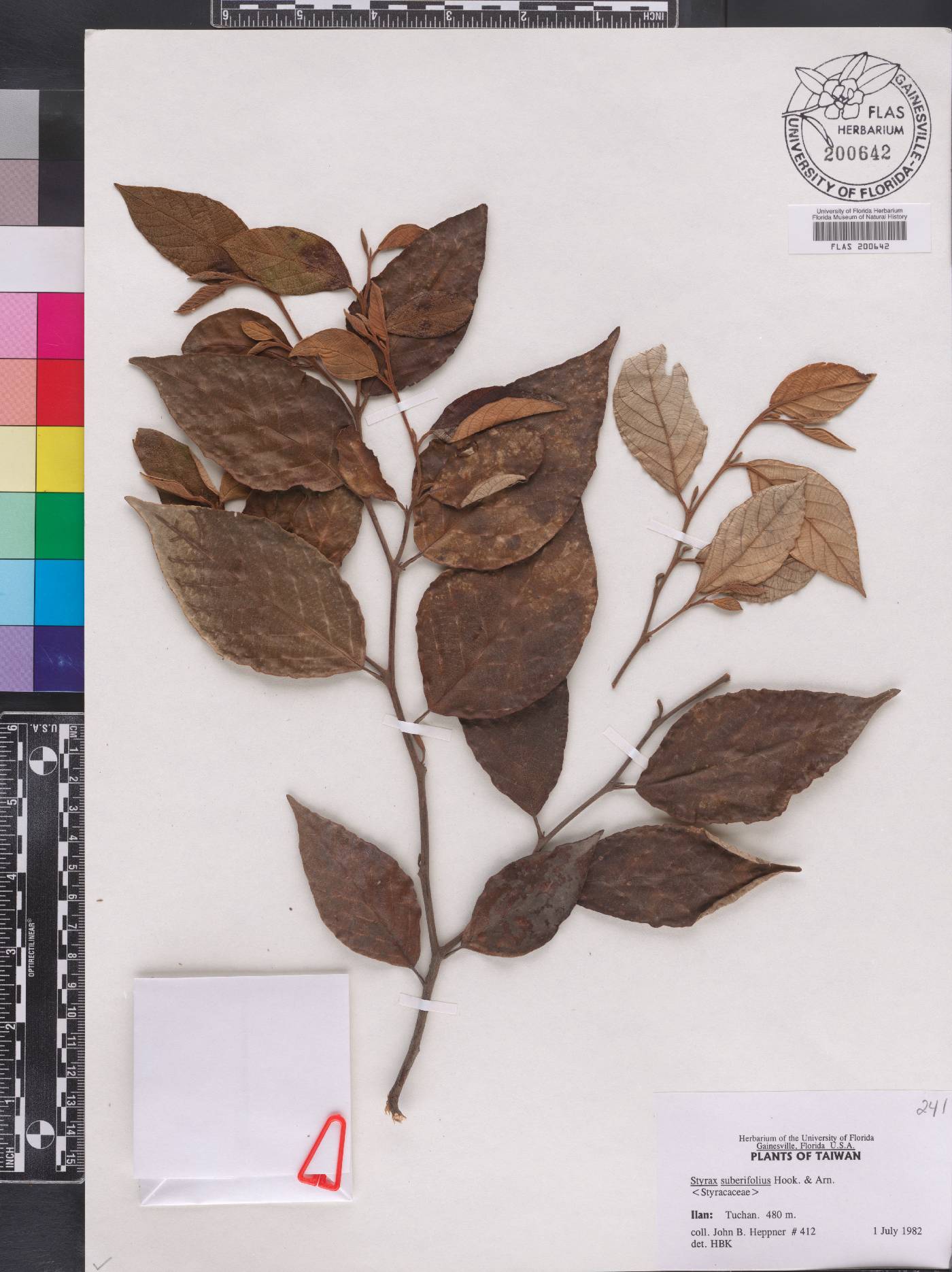 Styrax suberifolius image