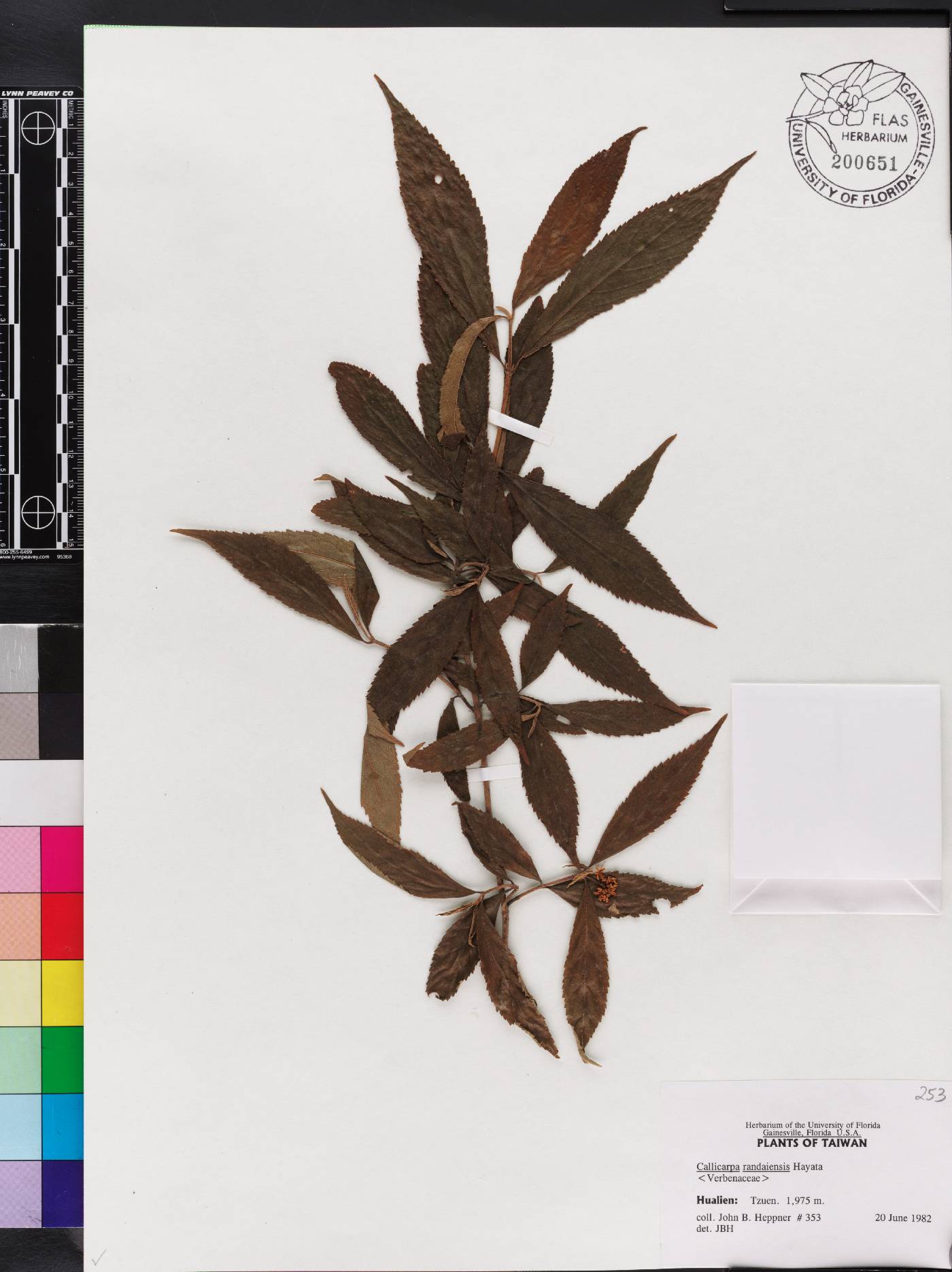 Callicarpa randaiensis image