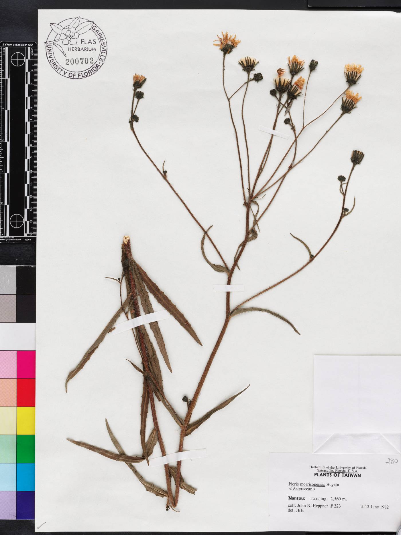 Picris angustifolia image