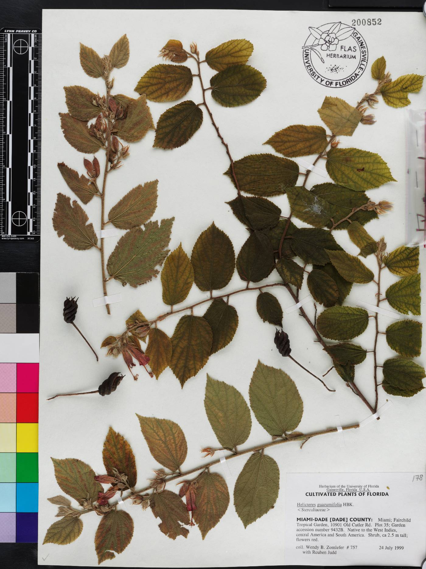 Helicteres guazumifolia image