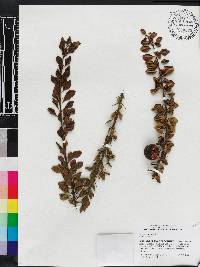 Catesbaea spinosa image