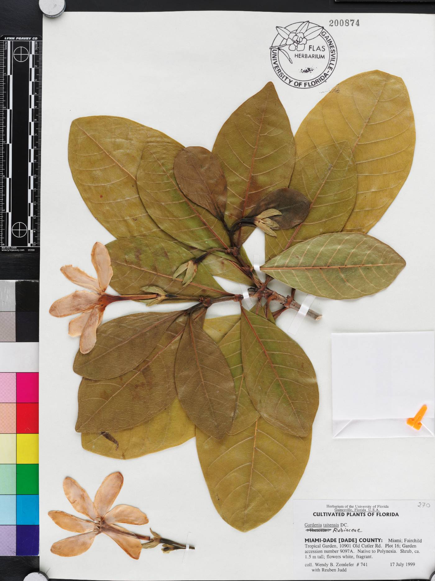 Gardenia taitensis image