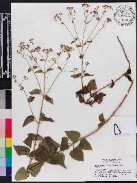 Ageratina jucunda image