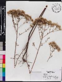 Eupatorium mohrii image