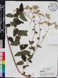 Eupatorium pilosum image