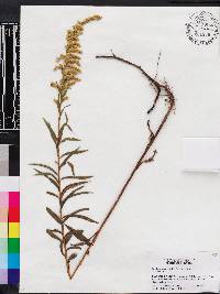 Solidago leavenworthii image