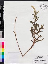 Solidago leavenworthii image