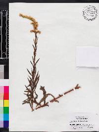 Solidago leavenworthii image