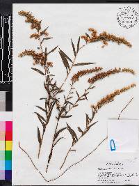 Solidago leavenworthii image