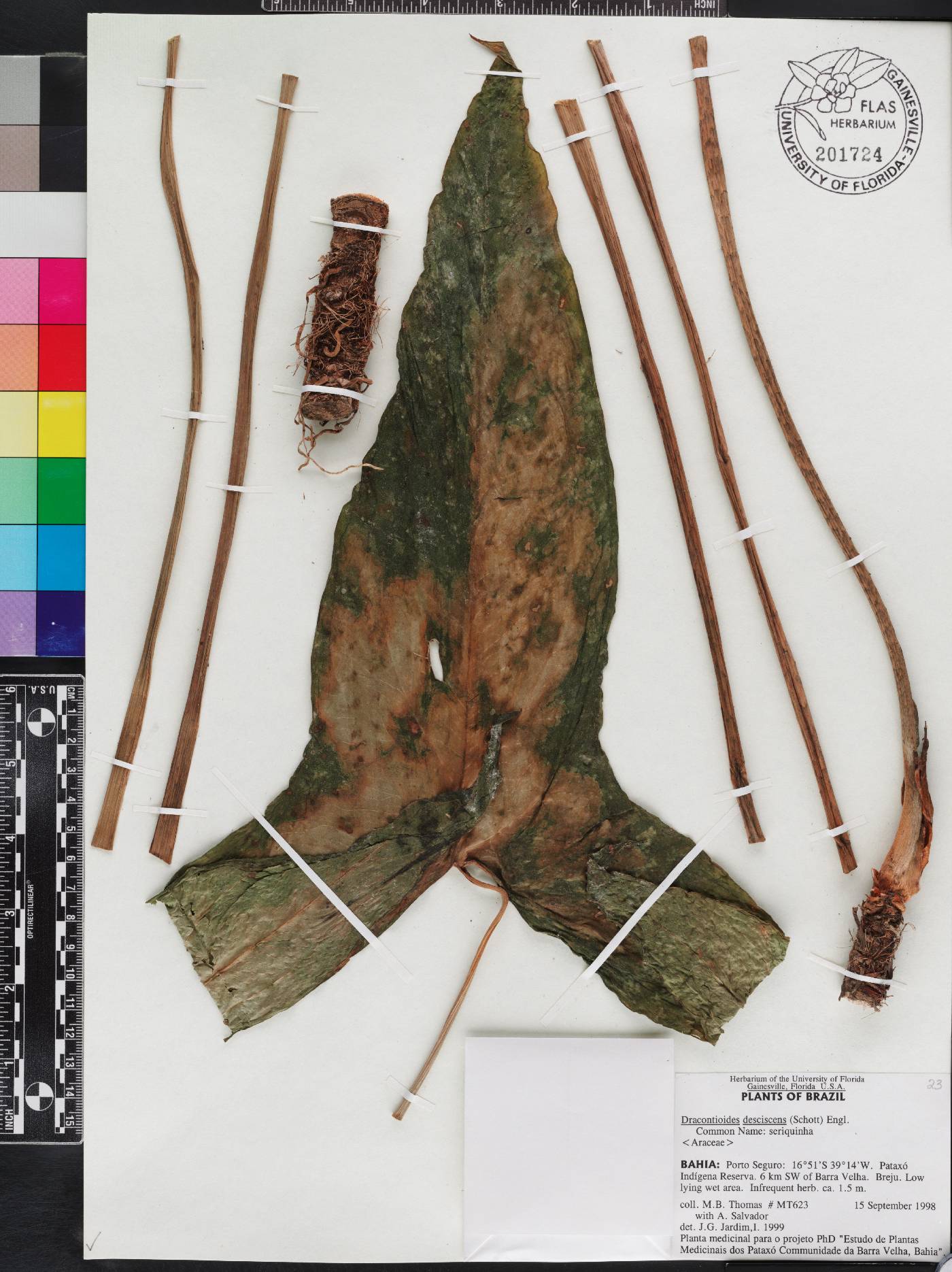 Dracontioides desciscens image