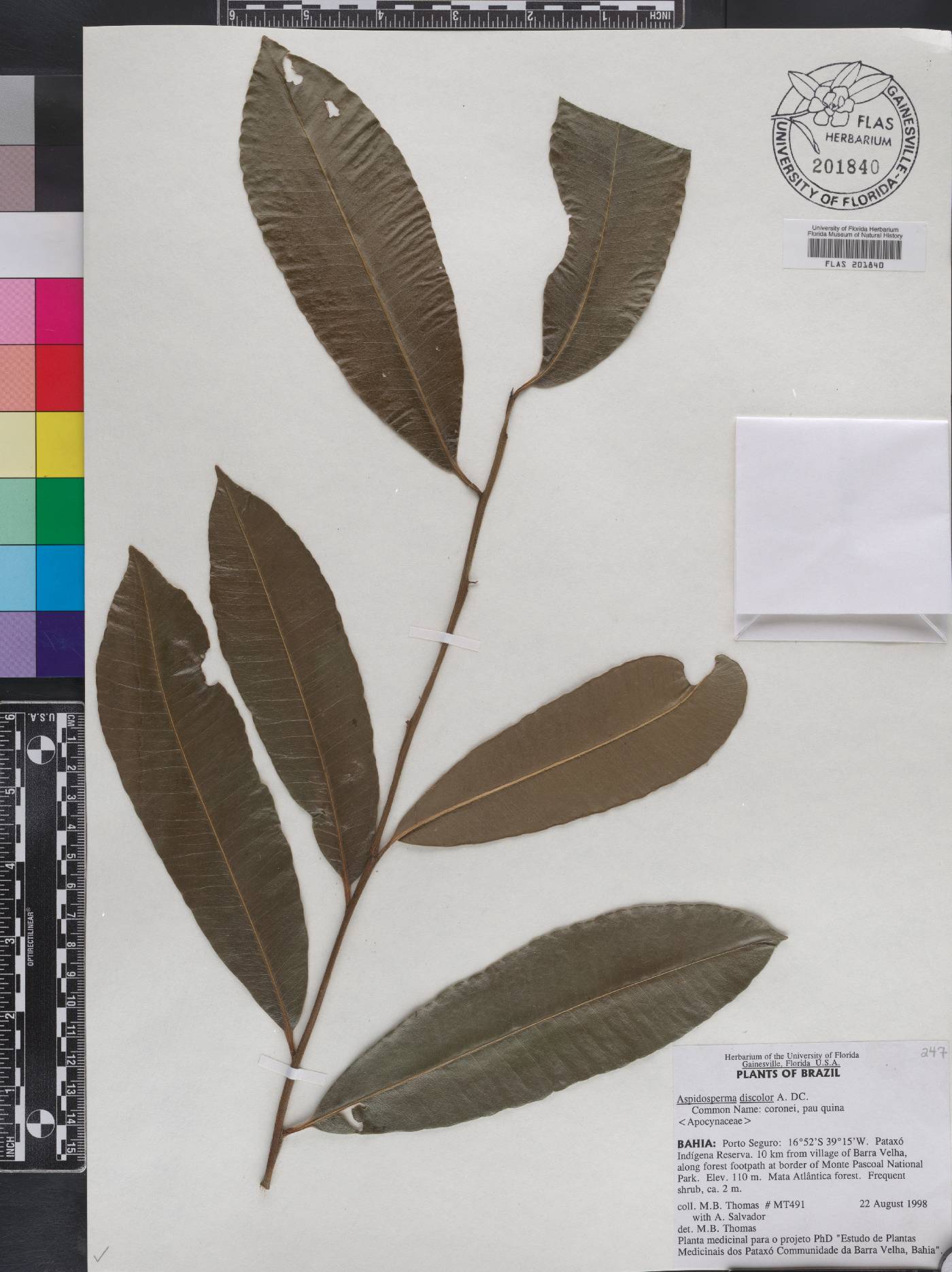 Aspidosperma discolor image