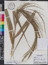 Phragmites karka image