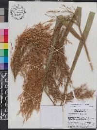 Phragmites karka image