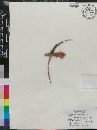 Elleanthus oliganthus image