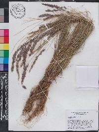 Eragrostis ciliaris image