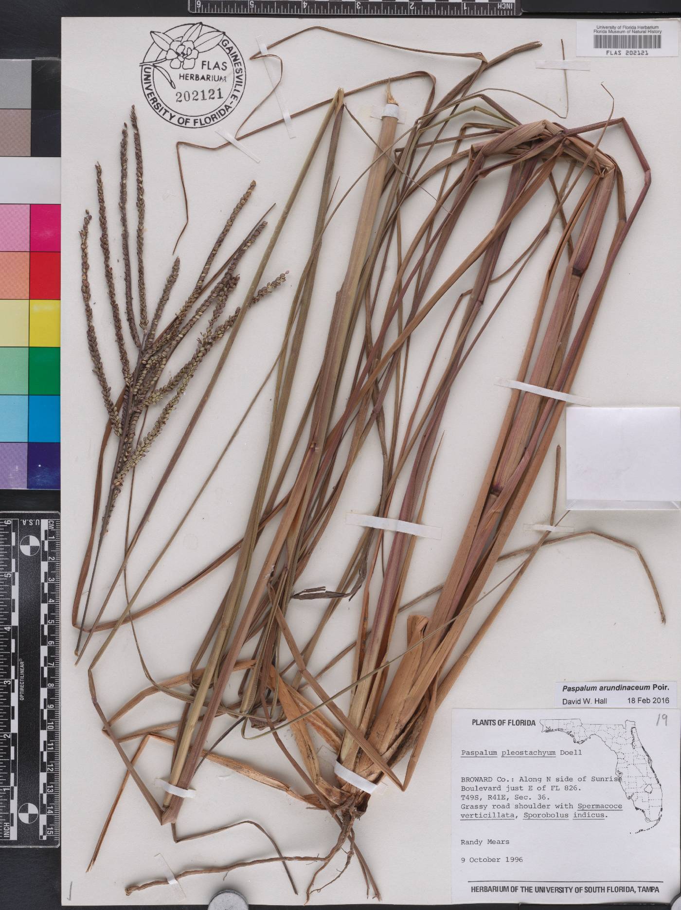 Paspalum arundinaceum image