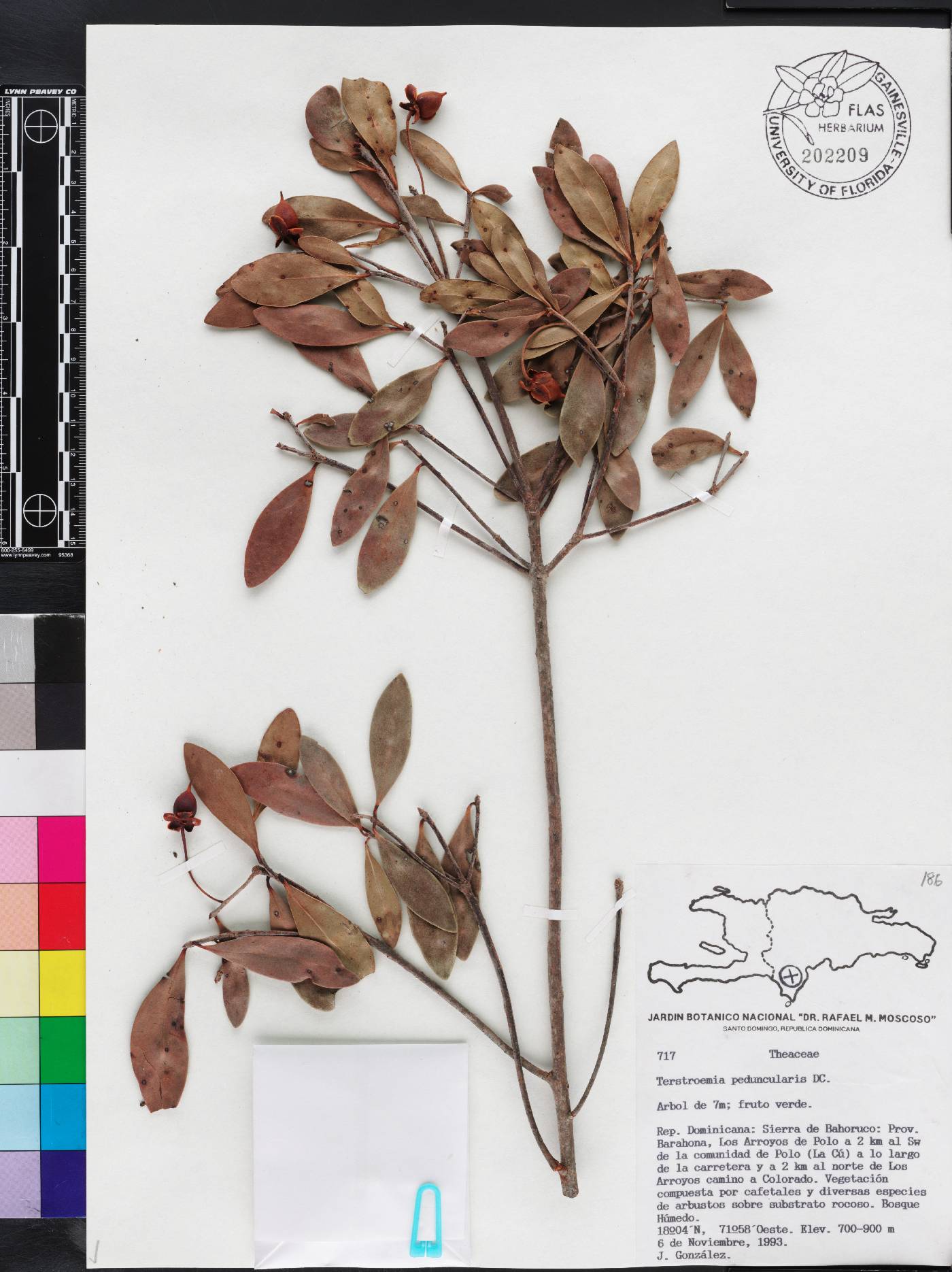 Ternstroemia peduncularis image