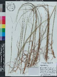 Andropogon gyrans image