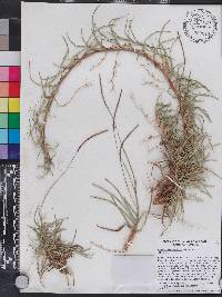 Eremochloa ophiuroides image