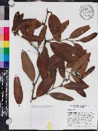 Smilax laurifolia image