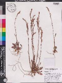 Rumex hastatulus image