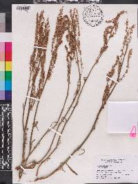 Rumex hastatulus image