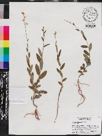 Piriqueta cistoides image