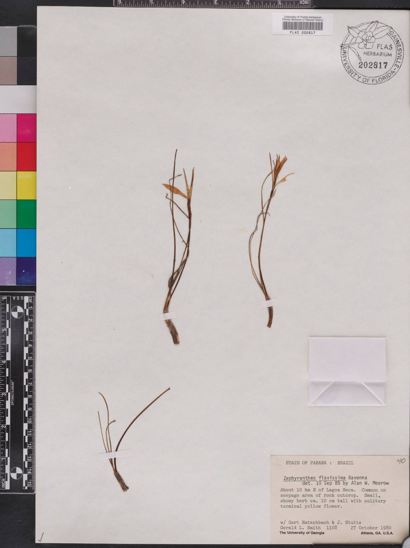 Zephyranthes flavissima image