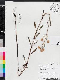 Hyptis alata image