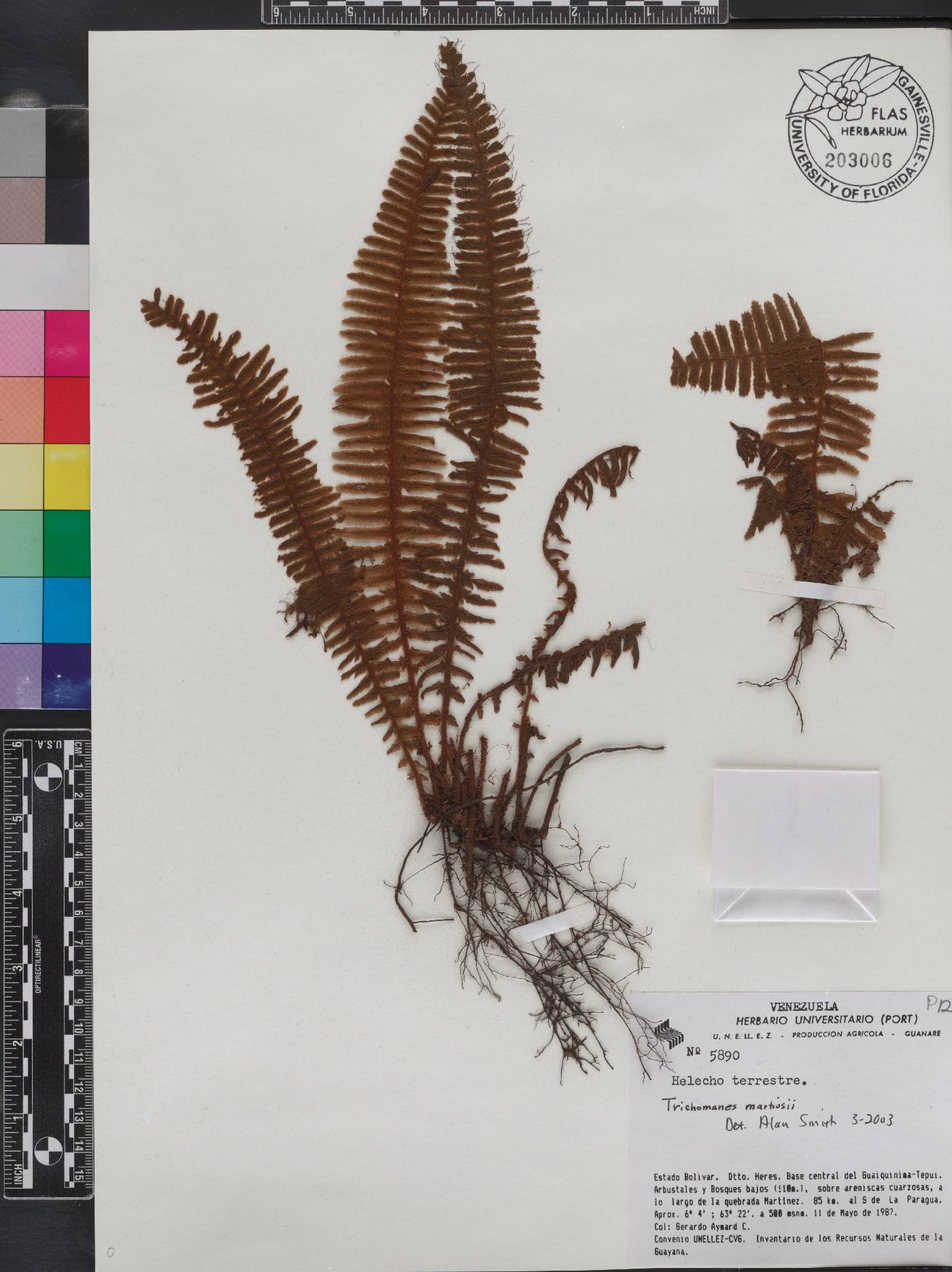 Trichomanes martiusii image