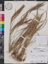 Leptochloa virgata image