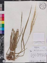 Oryza rufipogon image