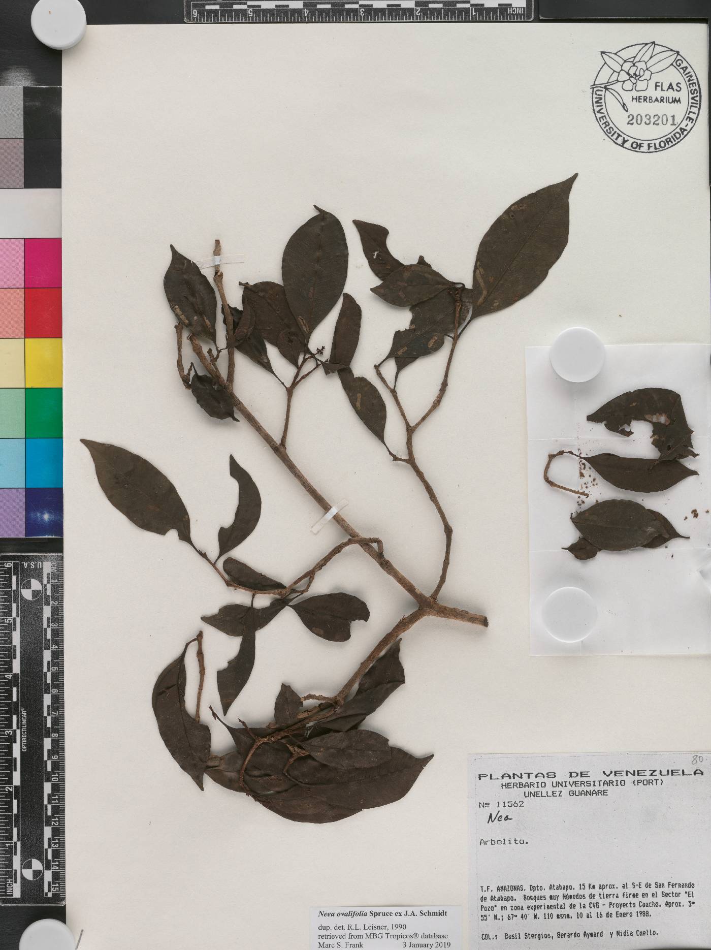 Neea ovalifolia image