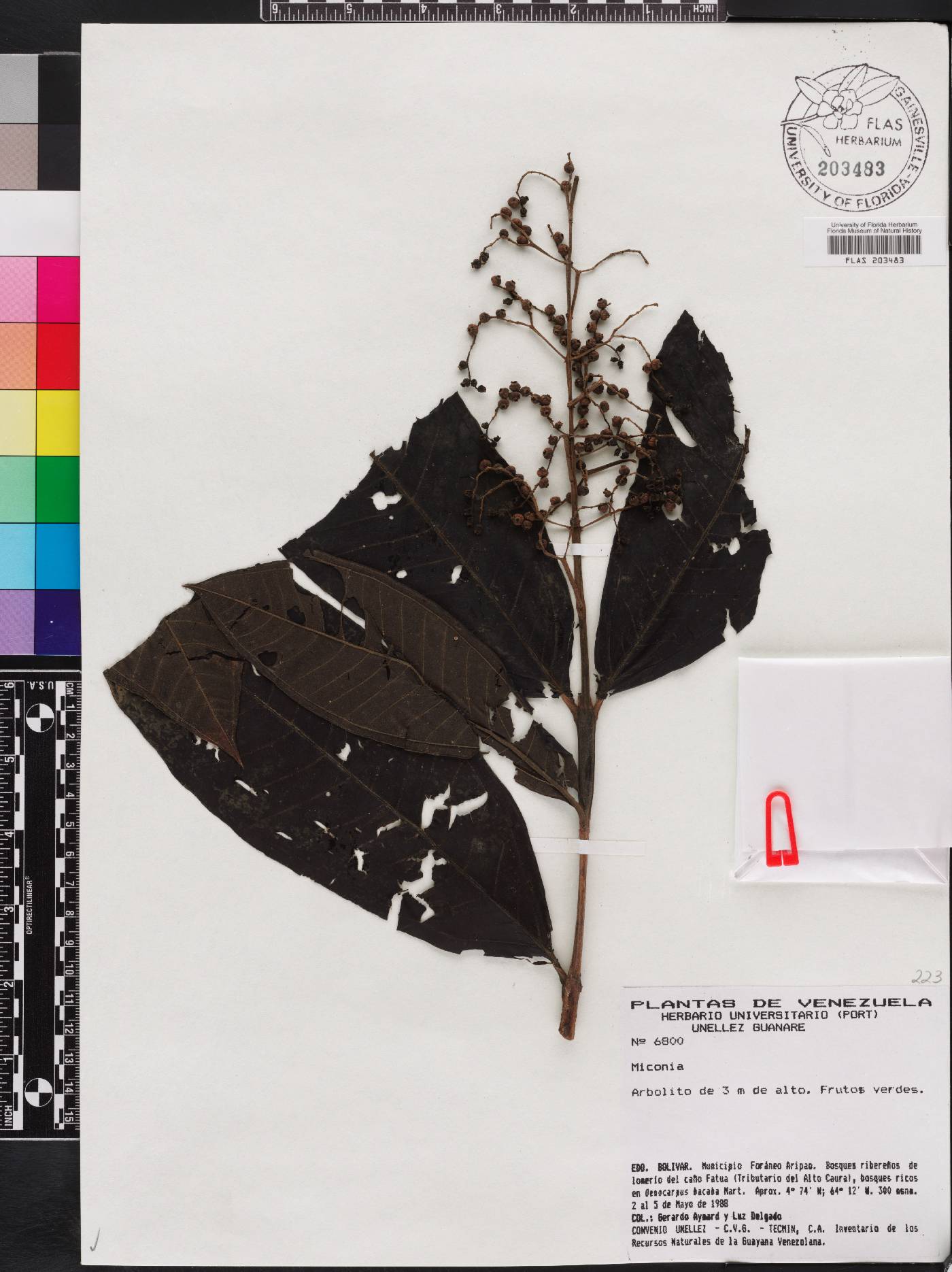 Miconia trimera image