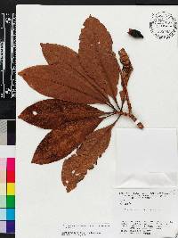 Duroia fusifera image