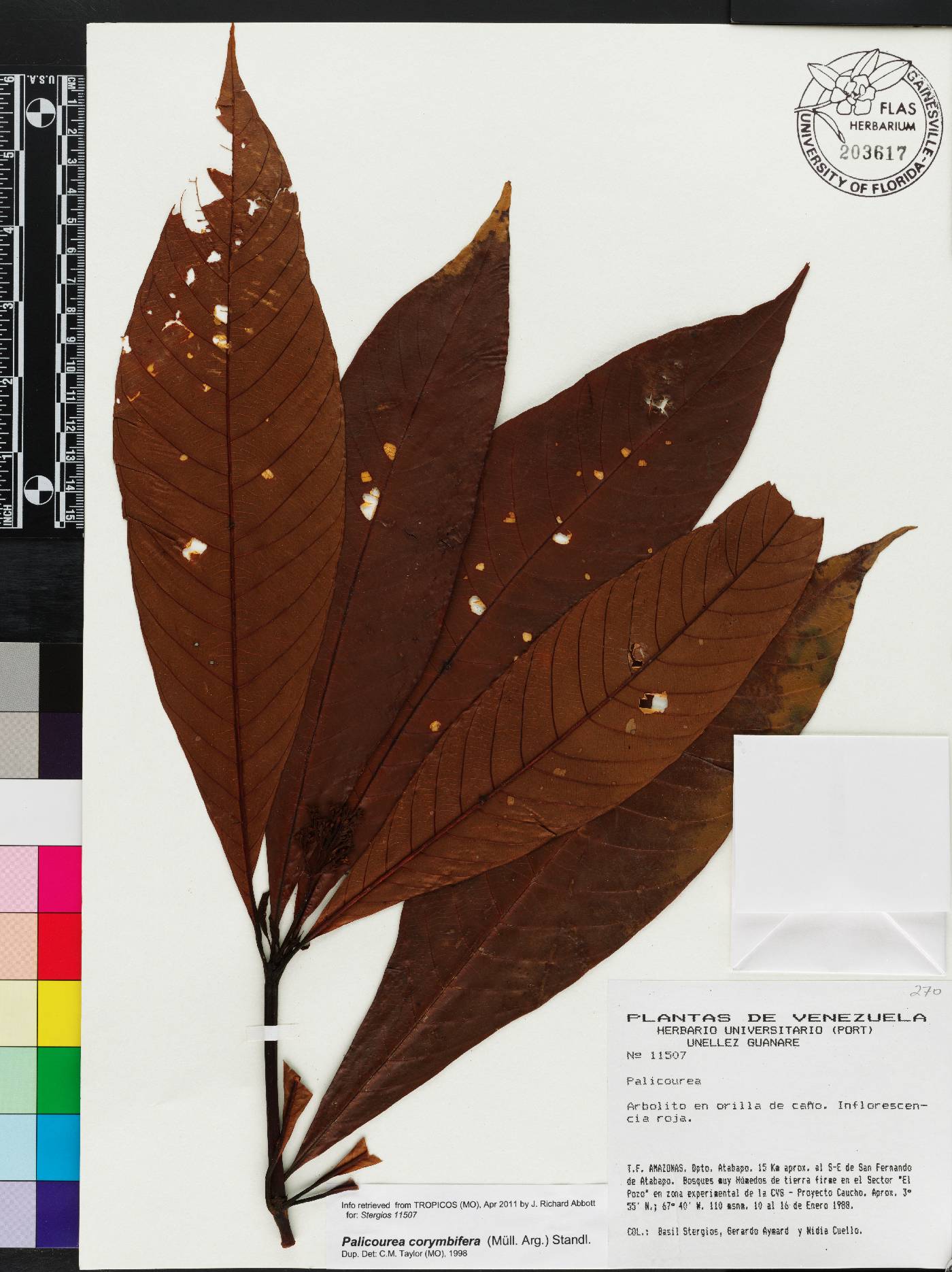 Palicourea corymbifera image