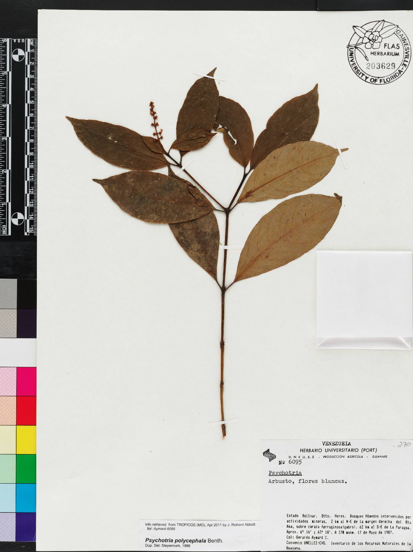 Psychotria polycephala image