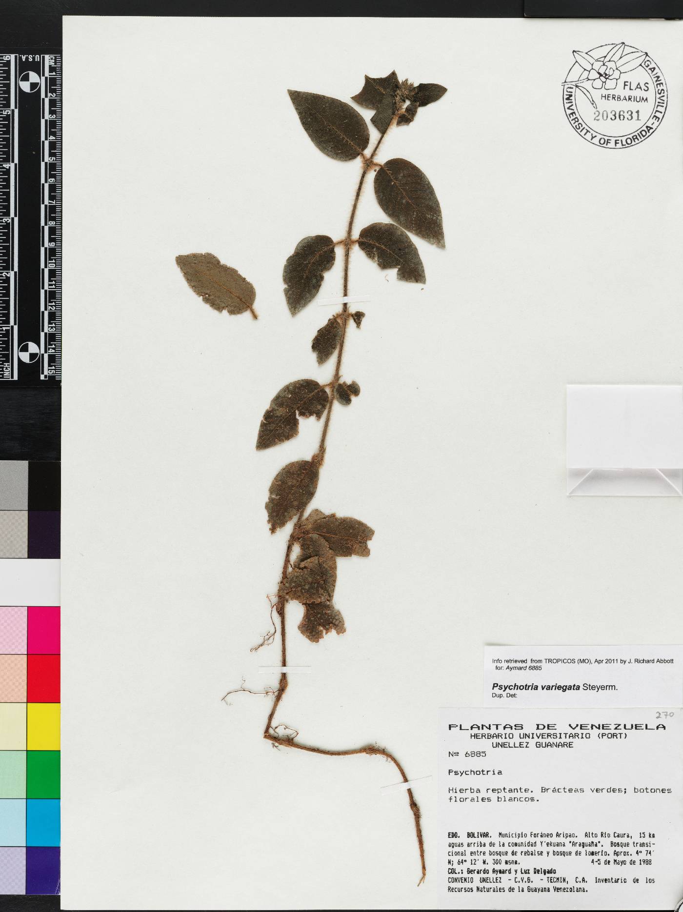 Psychotria debilis image