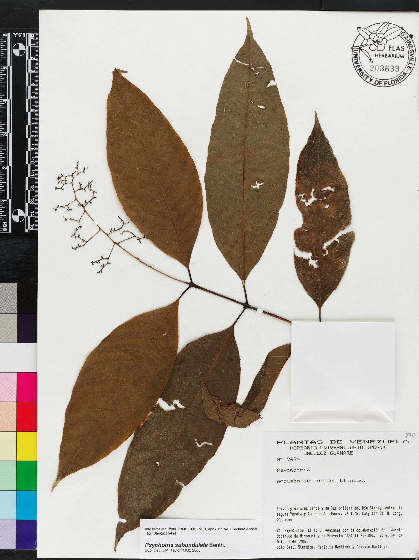 Psychotria subundulata image