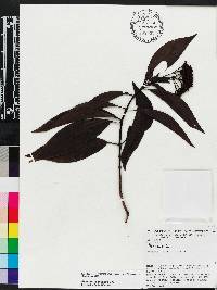 Psychotria anceps image