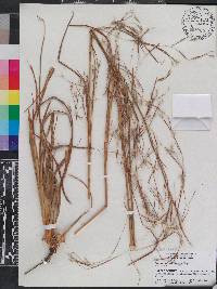 Andropogon brachystachyus image