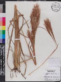 Andropogon glomeratus image