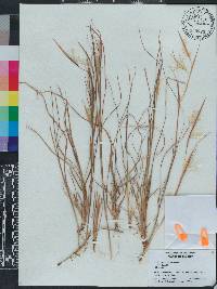 Andropogon gyrans var. gyrans image